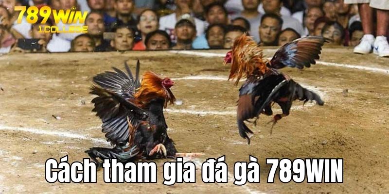 Hướng dẫn tham gia cược chọi kê tại 789 win
