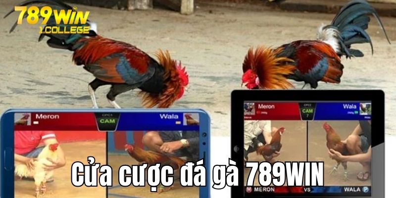 Cửa cược chọi kê hấp dẫn tại trang chủ 789win