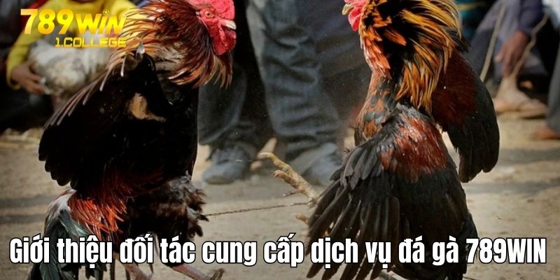Giới thiệu đối tác cung cấp dịch vụ chọi kê hấp dẫn