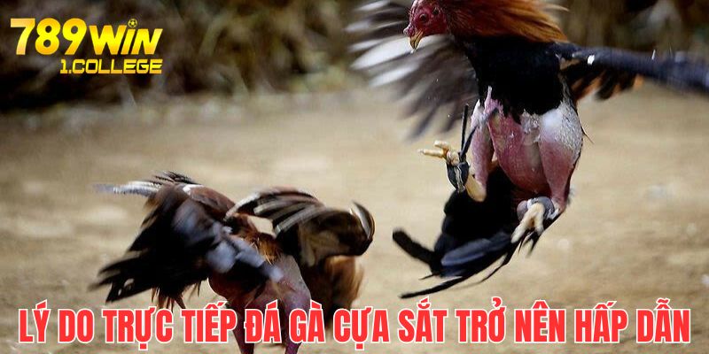 Hình thức thi đấu đá gà online cựa sắt có tính giải trí cao