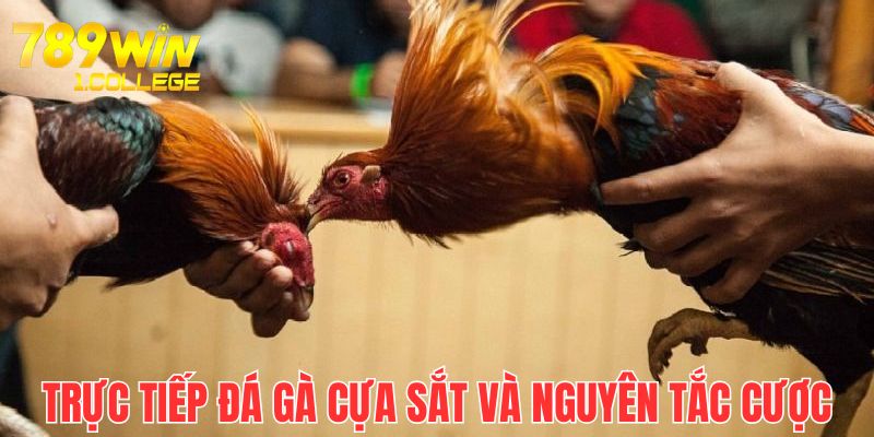 Cược 1 trong 3 hình thức được phép và phải đúng hạn mức