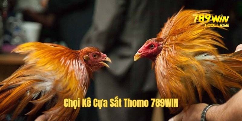 Chọi kê cựa dao siêu chất tại Thomo 789wincom