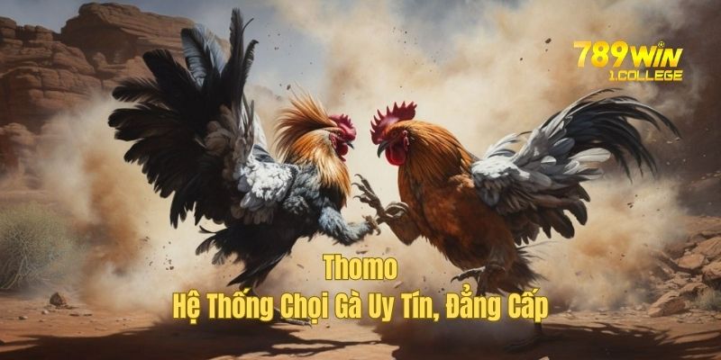 Đá gà Thomo - Giải đấu uy tín, chất lượng hàng đầu